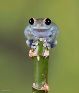 Tiny Frog On Stick