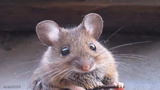 Suspicious House Mouse