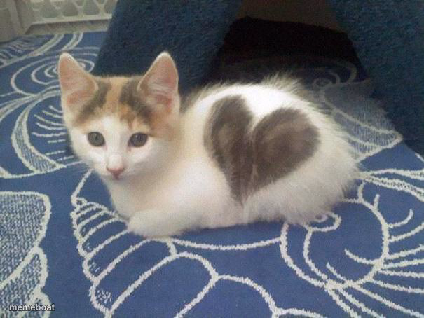 cute cat heart - meme generator image preview