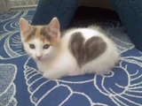 Heart Marking Kitten
