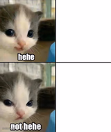 Cute cat hehe and not hehe