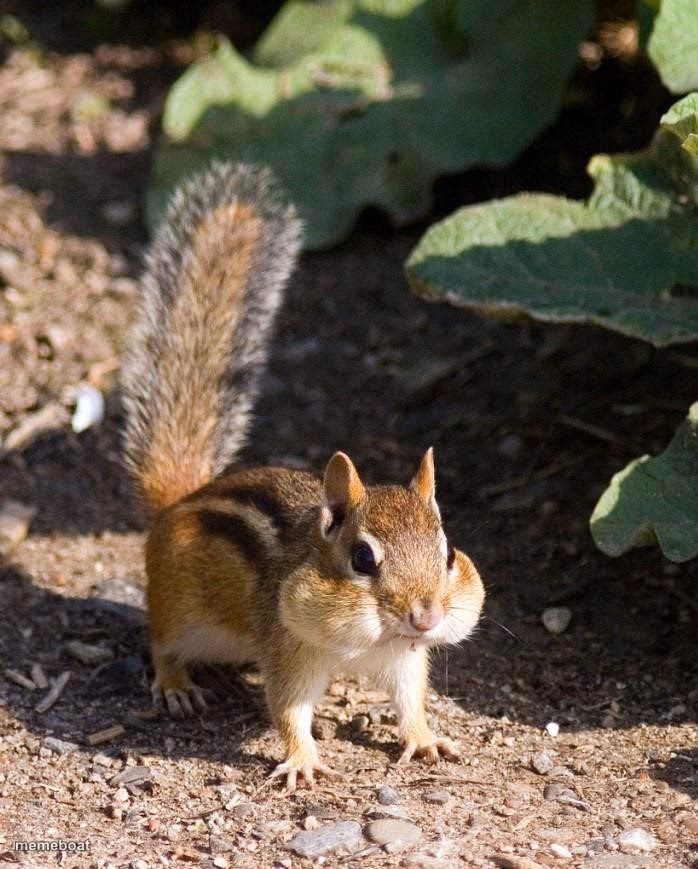 cute chipmunk - meme generator image preview