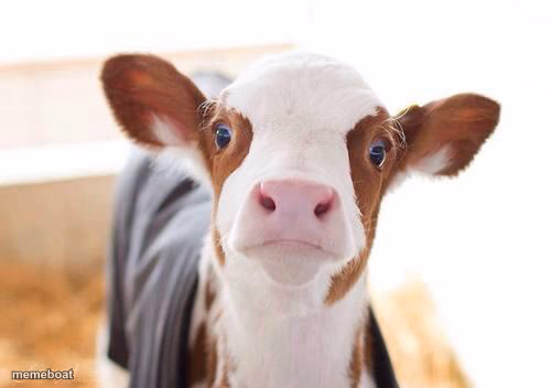 Cute cow - meme generator image preview