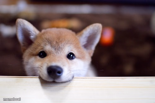 cute dog - meme generator image preview