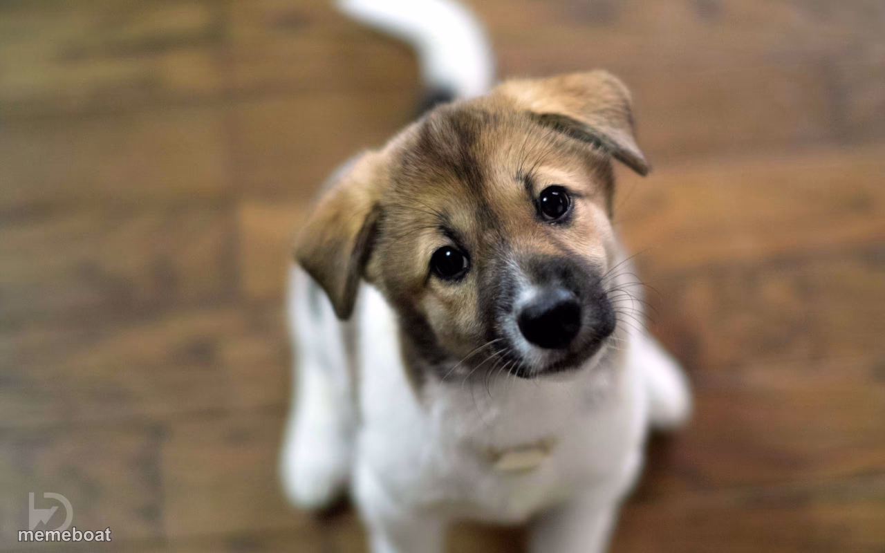 Curious Puppy Tilting Head - meme generator image preview