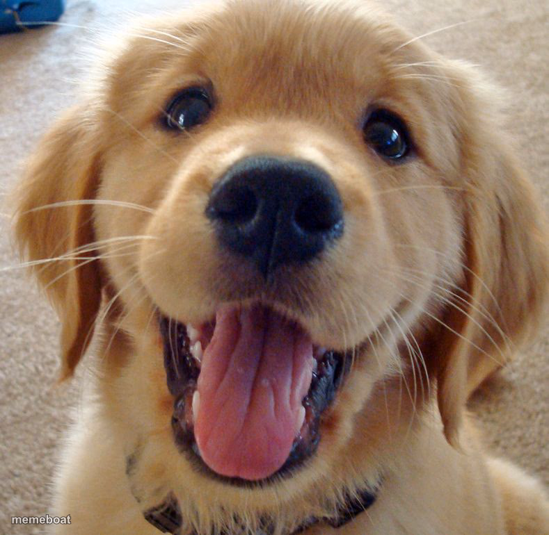 Happy Golden Retriever Puppy - meme generator image preview