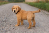 Golden Retriever Puppy On Road