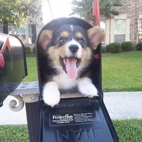 Cute doggo in mailbox - meme generator image preview