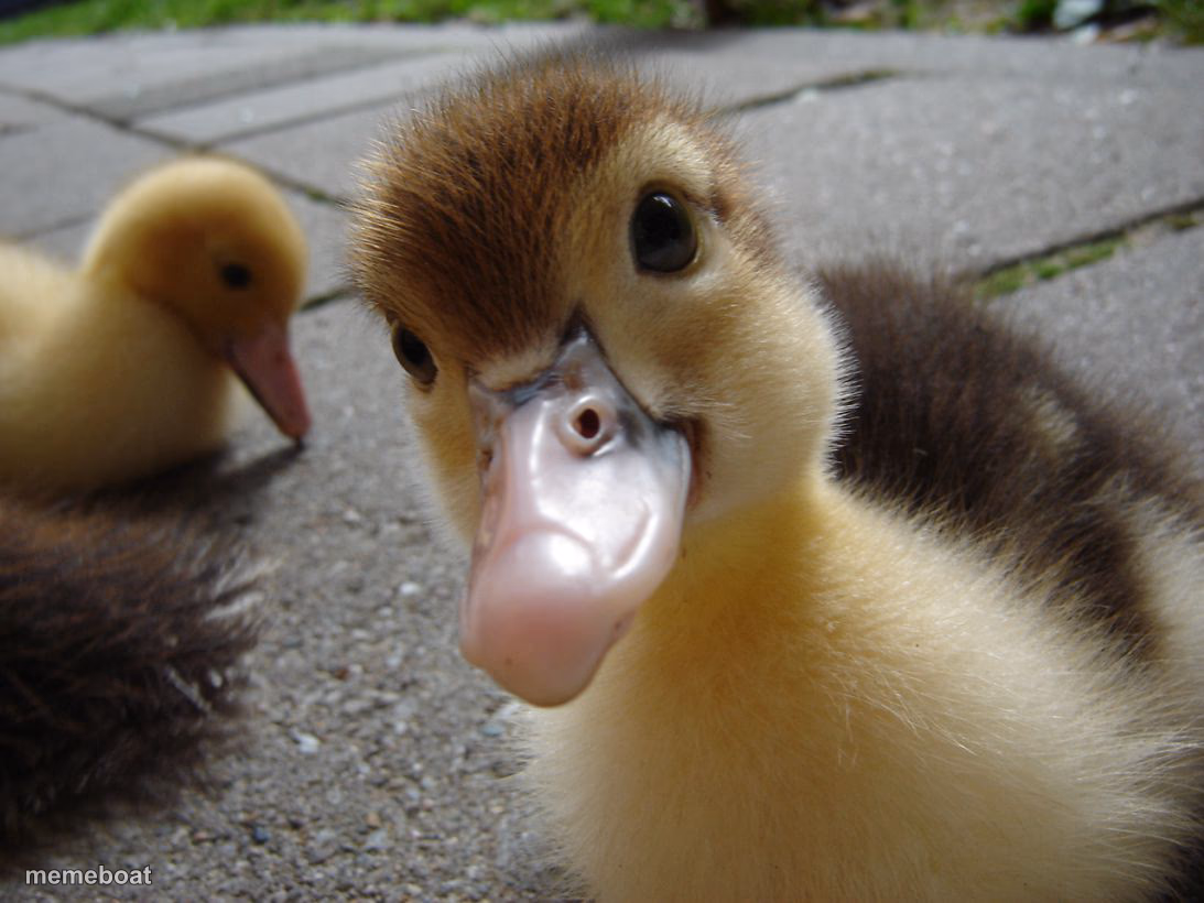 Cute duckling - meme generator image preview