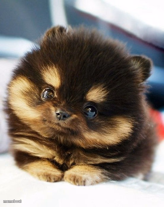 cute eyes animal - meme generator image preview