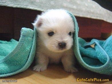 Cute puppy - meme generator image preview