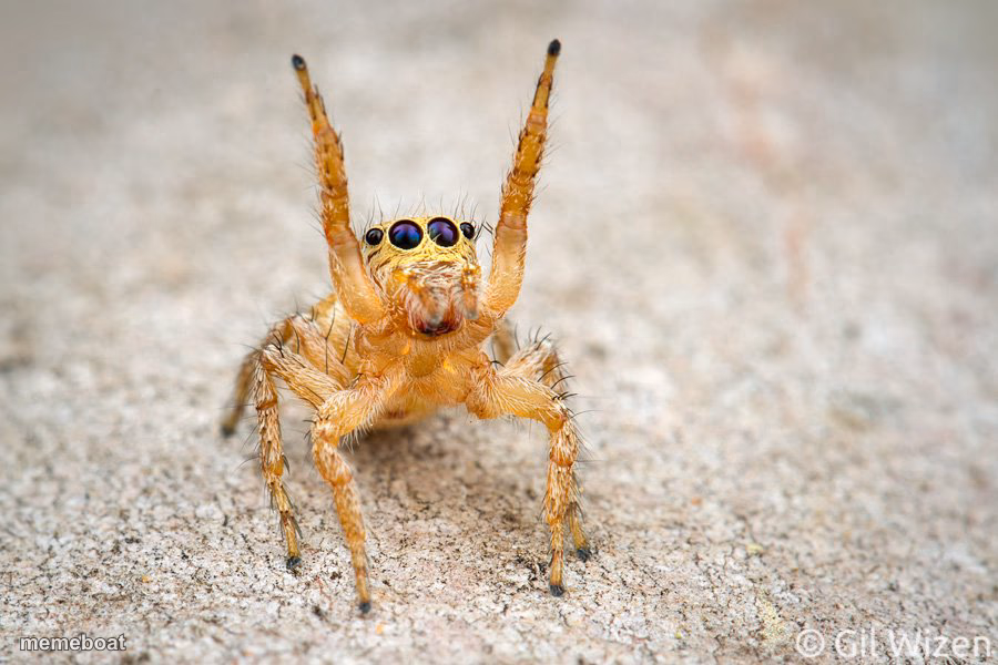 Cute Spider Israel - meme generator image preview