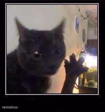 Dabloons Cat - meme generator image preview