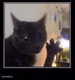 Dabloons Cat
