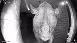 Daeodon at the Door
