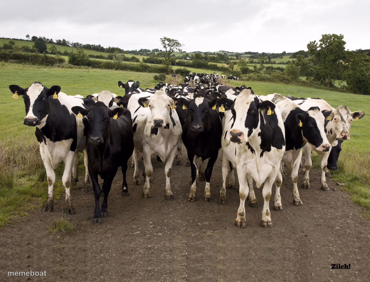 Dairy Cow Herd - meme generator image preview