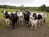 Dairy Cow Herd
