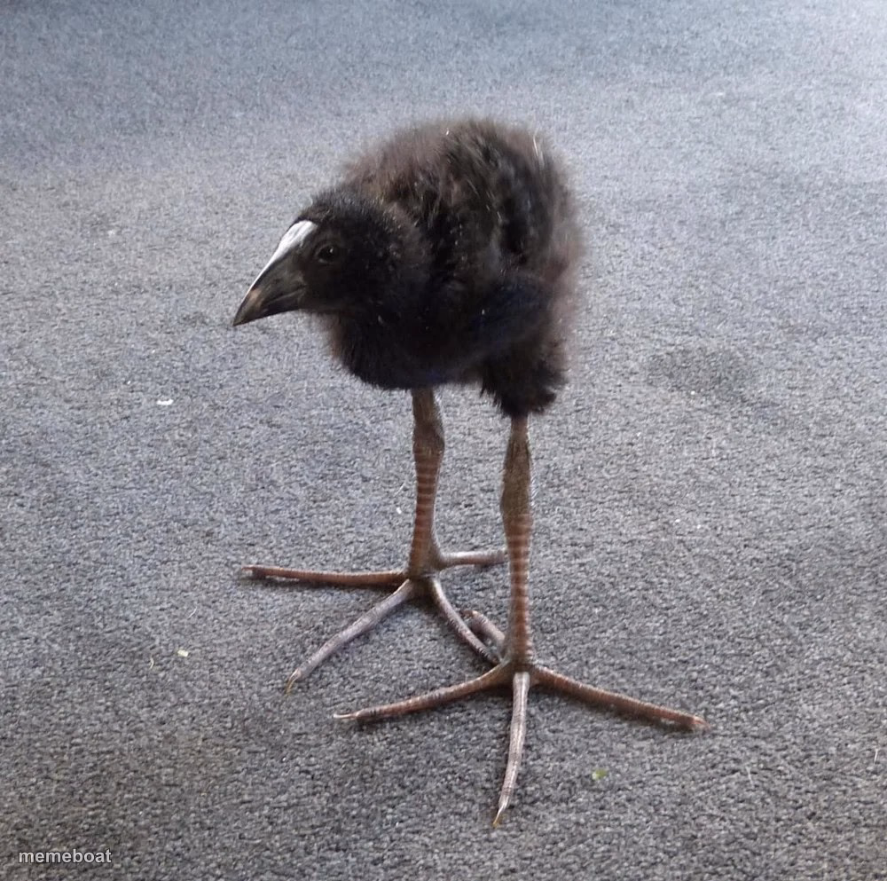 DAMN!!! bird - meme generator image preview