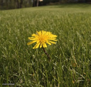 dandelion - meme generator image preview