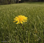 dandelion