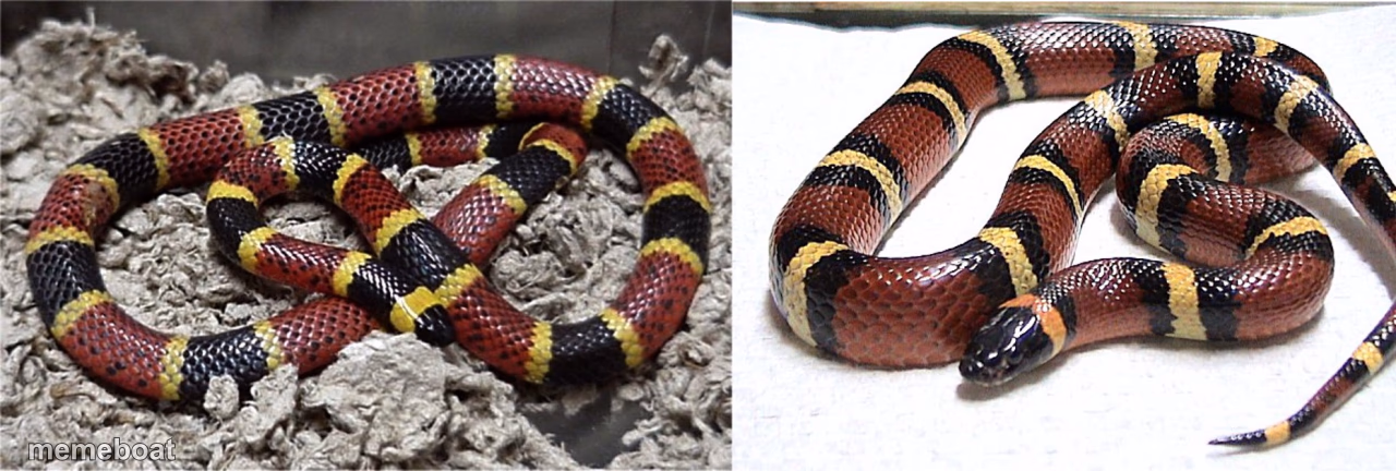 Danger noodles - meme generator image preview