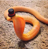 Dapper Snek
