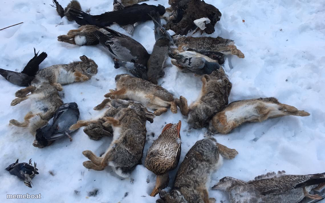 Dead Animals - meme generator image preview
