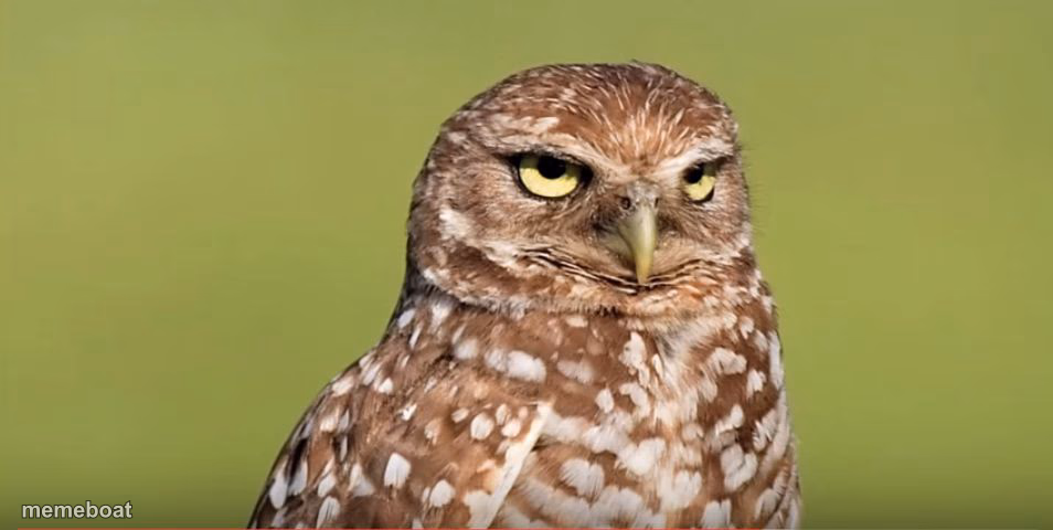 Death Stare Owl - meme generator image preview