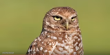 Death Stare Owl