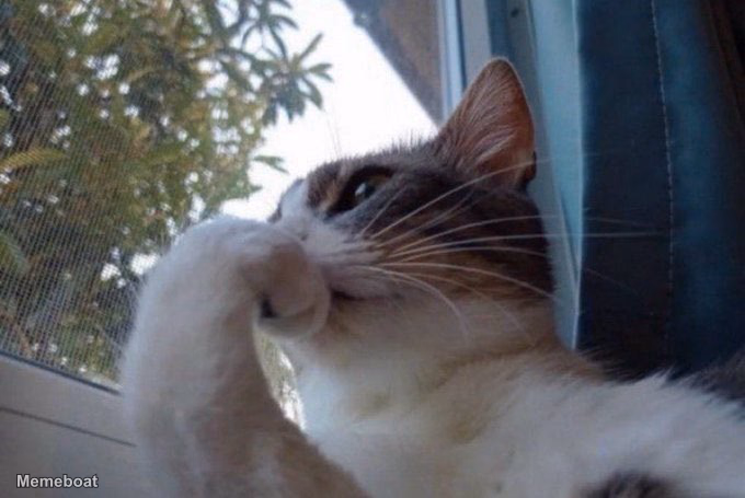 Deepthinking Cat - meme generator image preview