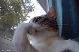 Deepthinking Cat