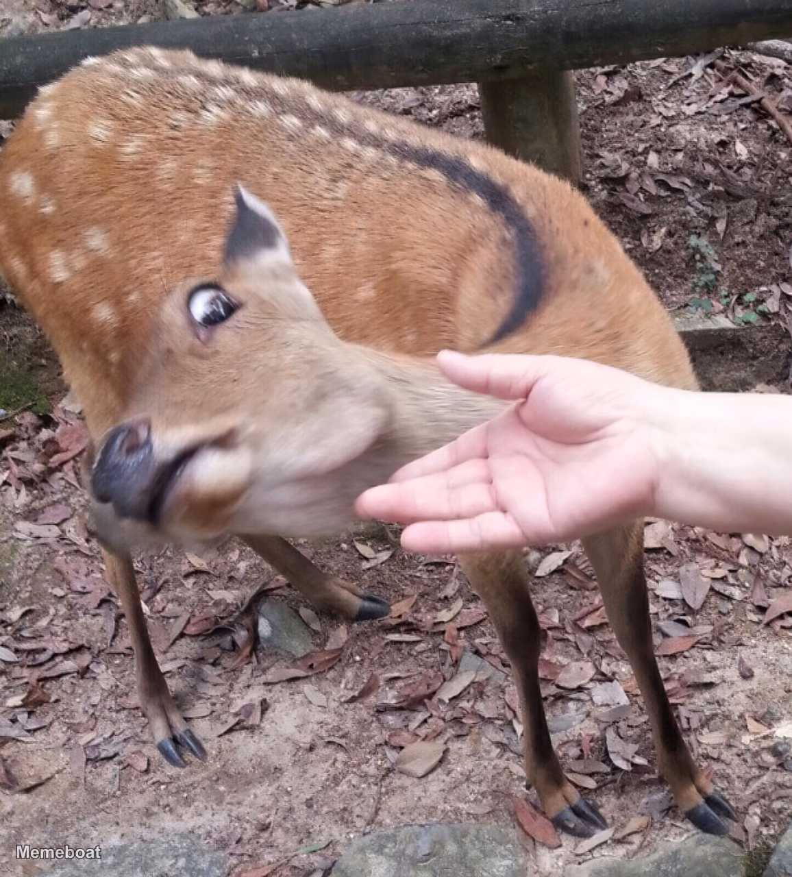 Deer Afraid of Hand - meme generator image preview