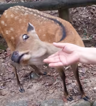 Deer Afraid of Hand