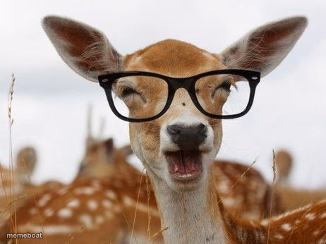 Deer glasses - meme generator image preview