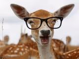 Deer glasses