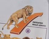 Defeated male leaves