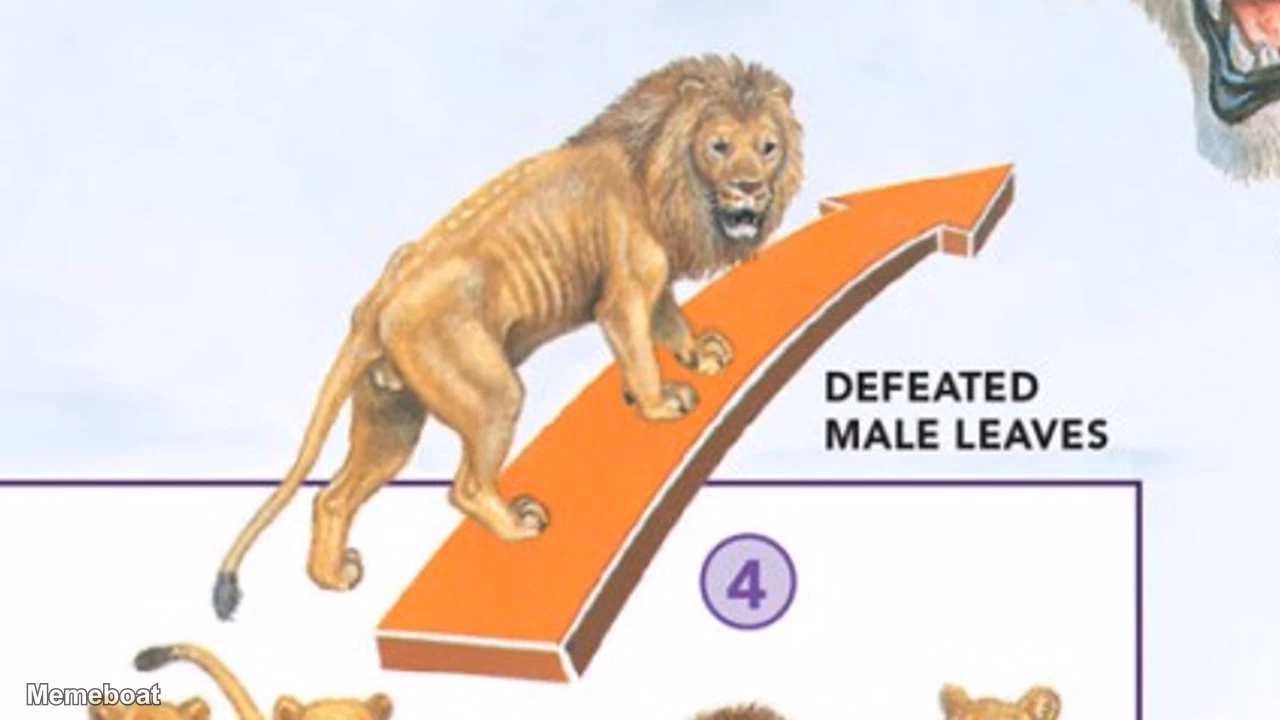 Defeated Male Lion Leaves - meme generator image preview