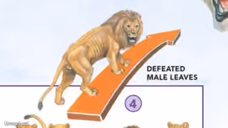 Defeated Male Lion Leaves