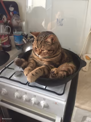 Depressed Cat in Pot on Stove