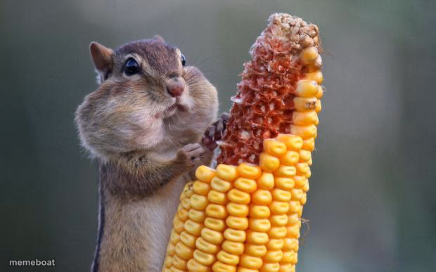 Derp Chipmunk - meme generator image preview