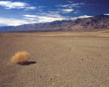 desert tumbleweed