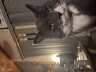 Suspicious Tilted Cat