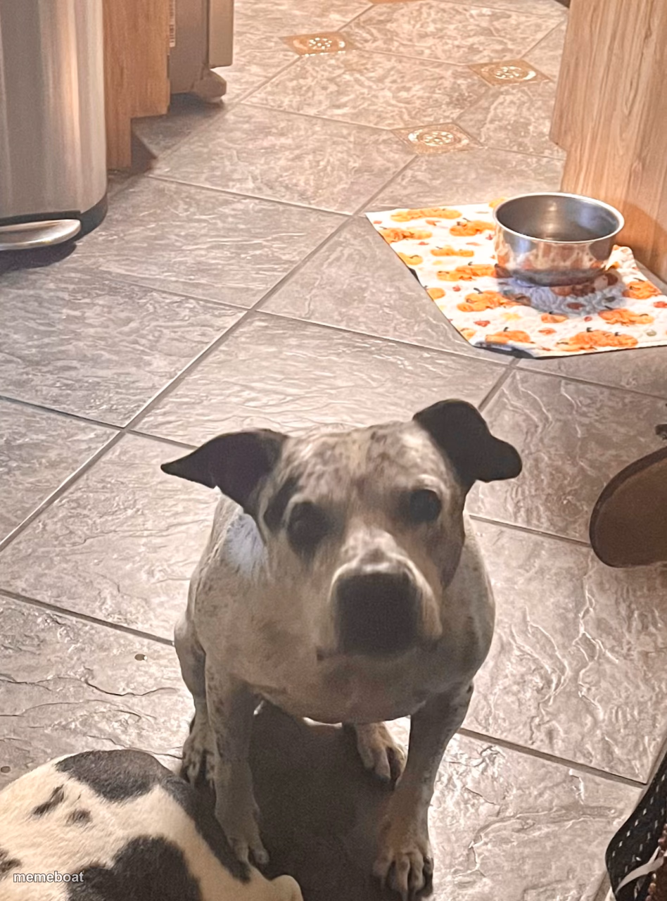 Did you say bacon? - meme generator image preview