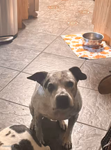 Did you say bacon?
