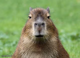 Disappointed Capybara