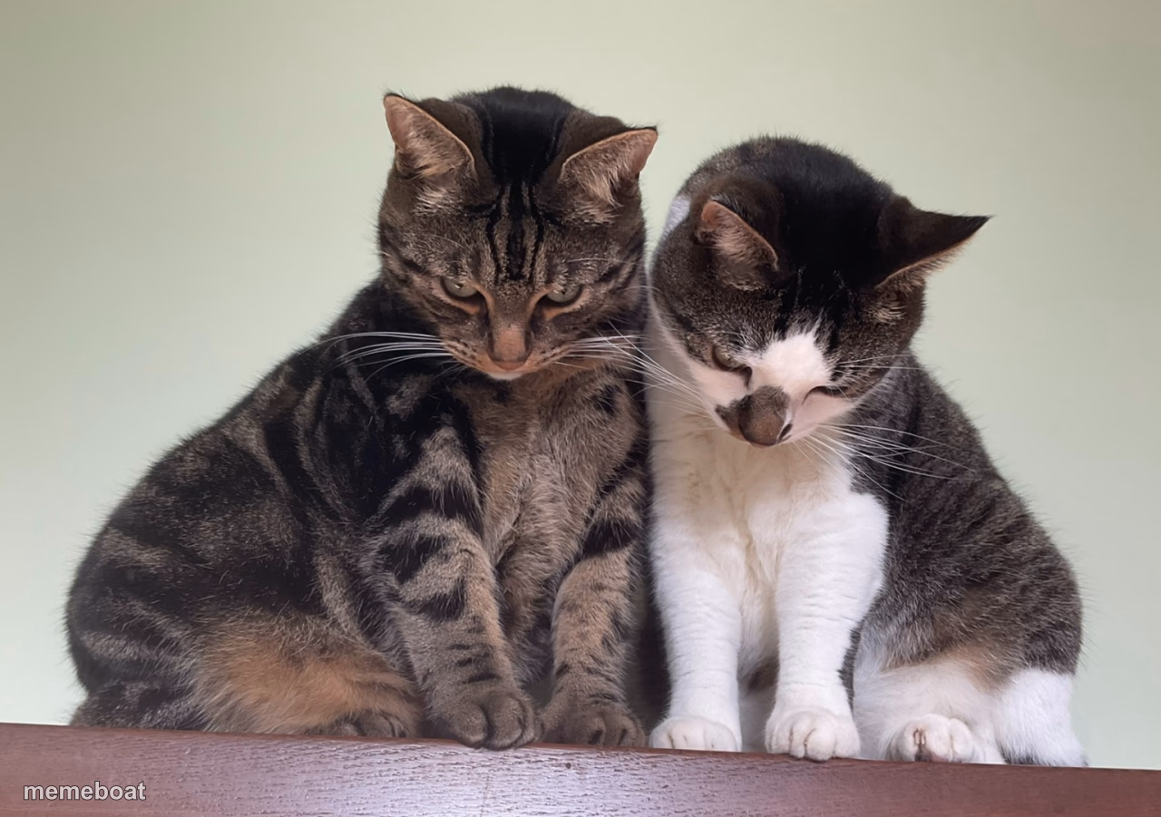 Disappointed cats - meme generator image preview