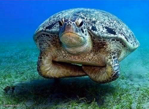 Disappointed sea turtle - meme generator image preview