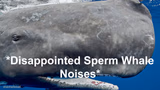 Disappointed Sperm Whale Noises