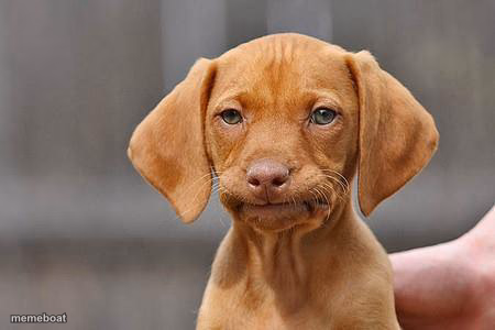 Dissapointed puppy - meme generator image preview