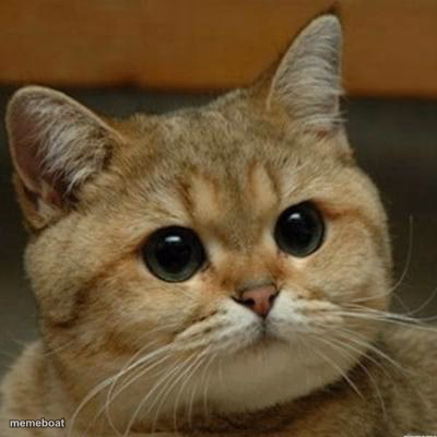 Do you think this is a motherfucking game - meme generator image preview